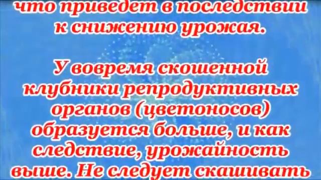 Когда нужно производить обрезку клубники смотреть онлайн