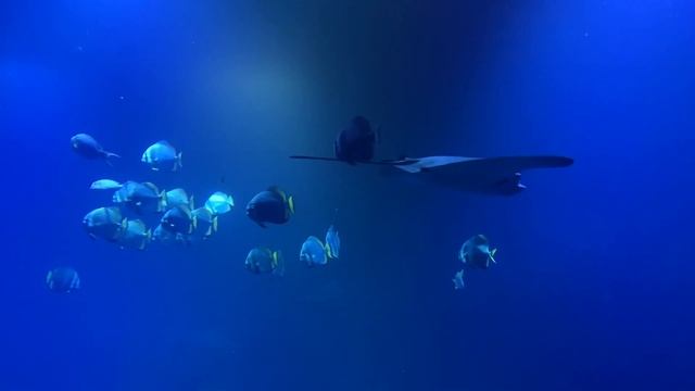 Zoo Wrocław - Oceanarium w zoo wroclaw - Afrykarium - Poland Travel - DU LỊCH CHÂU ÂU смотреть онлайн