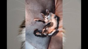 Мяуканье кошки для привлечения кота. Как кошка зовет кота. Meow meow. Прикол. Сat sound