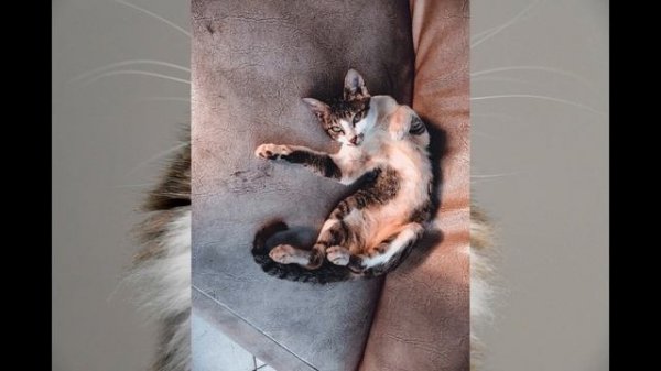 Мяуканье кошки для привлечения кота. Как кошка зовет кота. Meow meow. Прикол. Сat sound