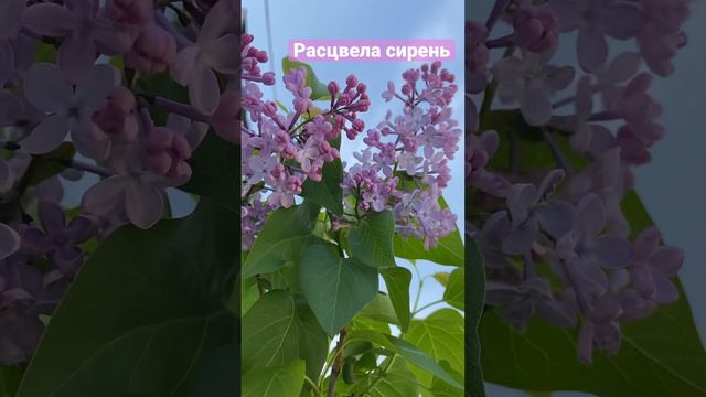 Расцвела сирень смотреть онлайн