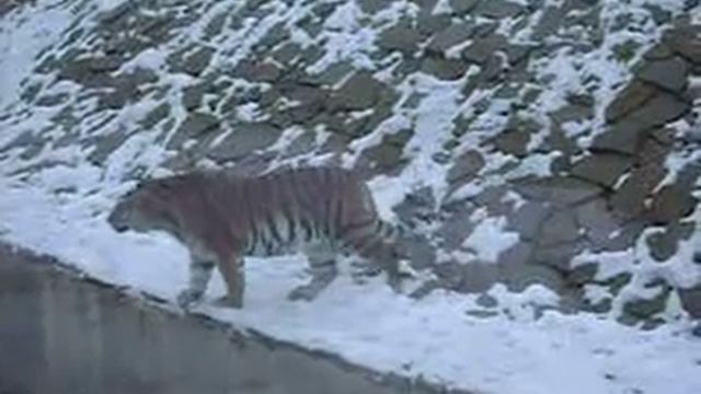 MOV08719 25.11.2012 Ижевск зоопарк смотреть онлайн