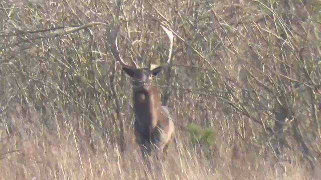 ОЛЕНИ ЛЕСНЫЕ (ЛАНИ), ЕВРОПЕЙСКИЕ . DEER, ELK