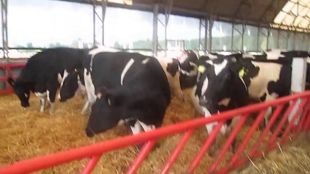 Беспривязное содержание коров на соломенной подстилке. смотреть онлайн