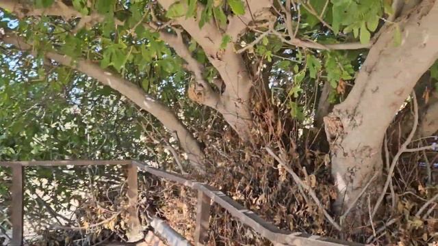 Троя. Какая она на самом деле? Часть 2. Мегарон смотреть онлайн