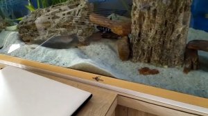 Цихлиды какой грунт лучше (белый песок)