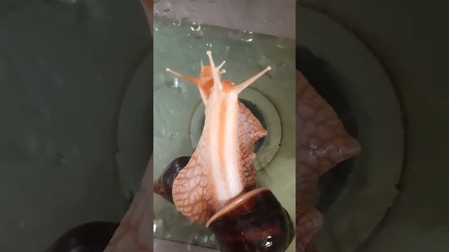 Сколько нежности Бог вложил в свои творения ! 💖💕 Мои Ахатины смотреть онлайн