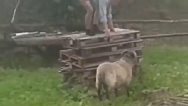 бараны атакуют смотреть онлайн