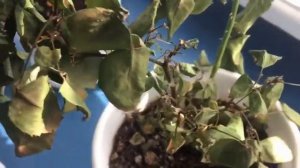 Розы в горшке завяли без причины/Мое разочарование