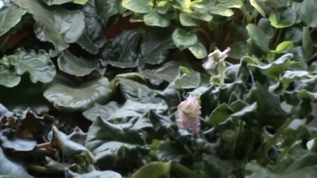 фиалочный огород смотреть онлайн