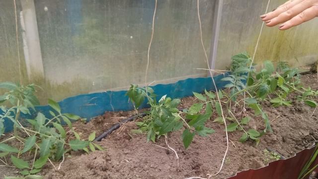 Как подвязывать помидоры, перец, баклажаны и огурцы в теплице? смотреть онлайн