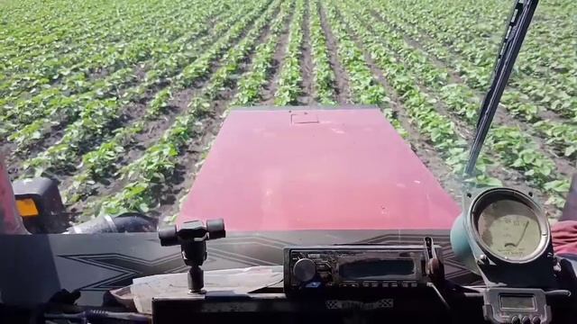 евролайтинг на подсолнух римми. смотреть онлайн