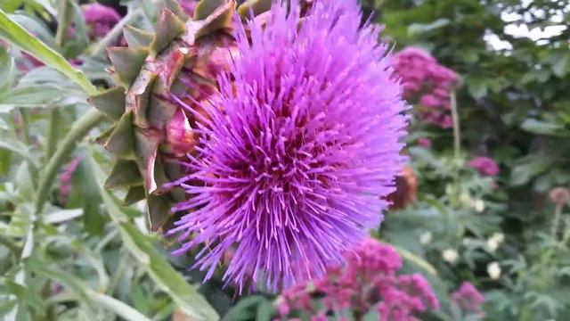 ABCYT Peter. Beautiful Purple Flower Koosh Ball Like.