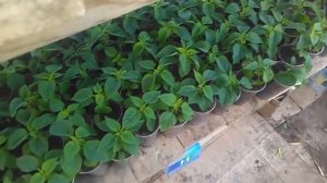 Цветочная рассада для продажи. Три основные ошибки начинающих