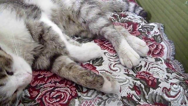 Мертвый Кот