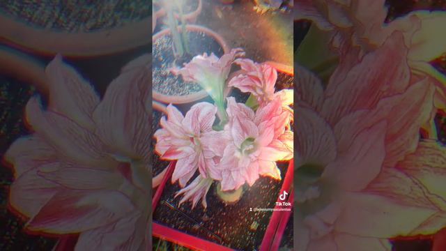 amaryllis aphrodite #nature #flowers #bloom #flores #garden #amaryllis #blossom #hippeastrum #exoti смотреть онлайн