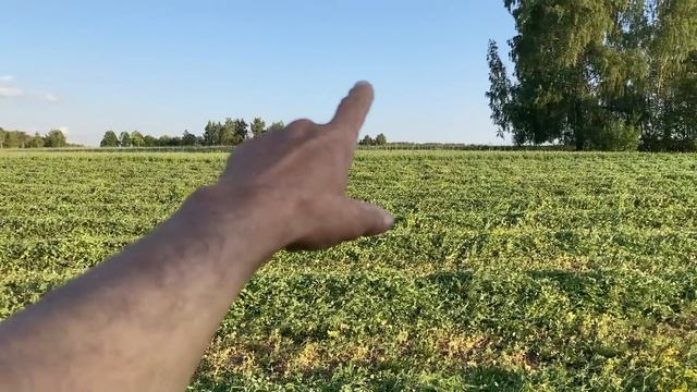 Косим горох на сенаж