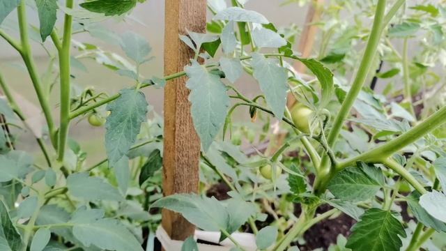 Томат Евпатор F1 смотреть онлайн