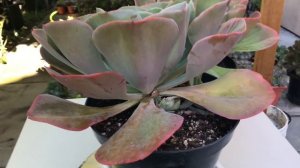#386 PROPAGATE ECHEVERIA BLUE SKY | NHÂN GIỐNG SEN BÈO VIỀN HỒNG | Vườn sen đá