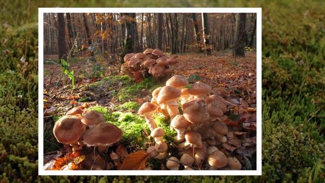 10 Самых Старых Живых Существ на Планете смотреть онлайн