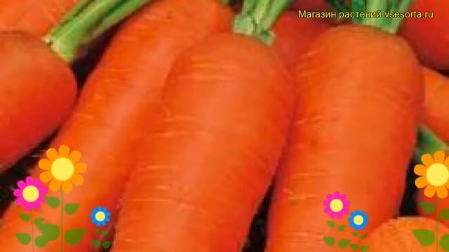 Морковь Шантенэ Роял. Краткий обзор, описание характеристик, где купить семена daucus carota смотреть онлайн