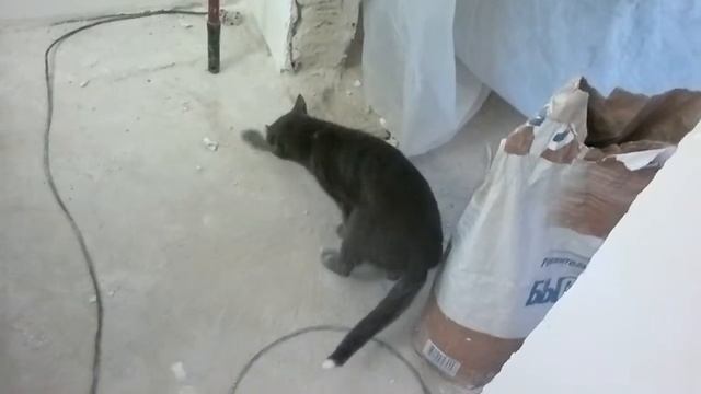 Кот на стройке! смотреть онлайн