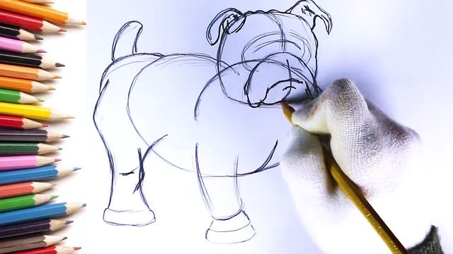 How To Draw A Bulldog/ Как нарисовать Бульдога/ Cómo Dibujar Un Bulldog