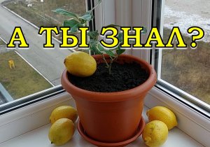 Как вырастить ЛИМОН дома??????