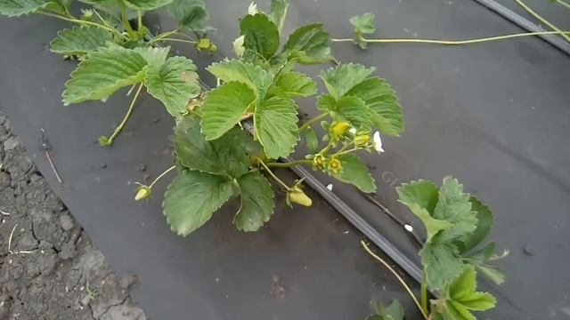 Клубника Кабрилло, Спаржи, Марисоль, Ада, обзор сортов 8 мая! смотреть онлайн