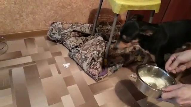 Кормление той-терьера с ложки смотреть онлайн