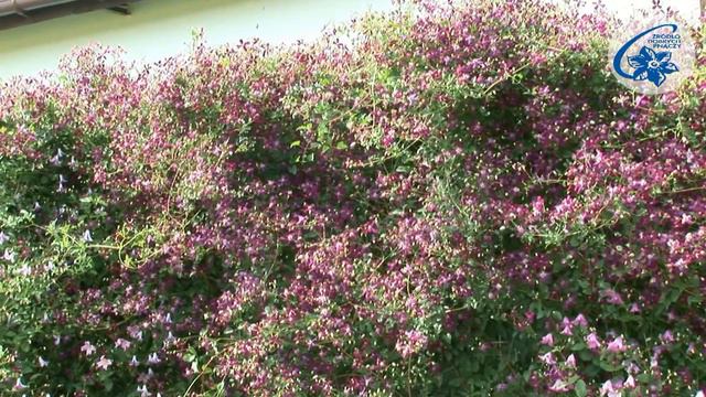 Fragrant Clematis