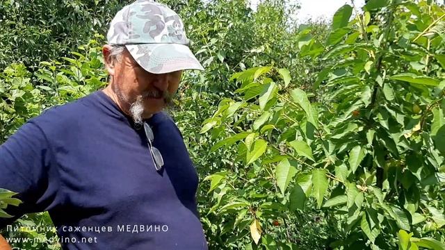 Черешня Сам обзор сорта смотреть онлайн