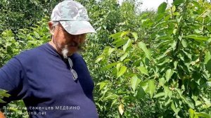 Черешня Сам обзор сорта