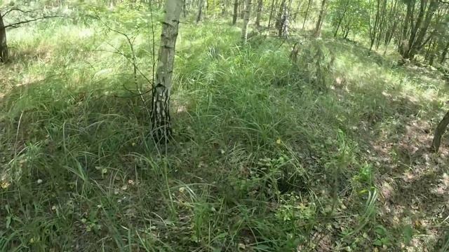 Зашел в молодой лес, а там ПОДБЕРЕЗОВИКОВ ТЬМА!!! Сбор грибов 2023 смотреть онлайн