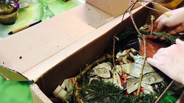 Распаковка посылки 📦 из питомника Пионесса!🌲🌿🌳Долгожданные новинки!#обзорновинок#саженцыхвойных