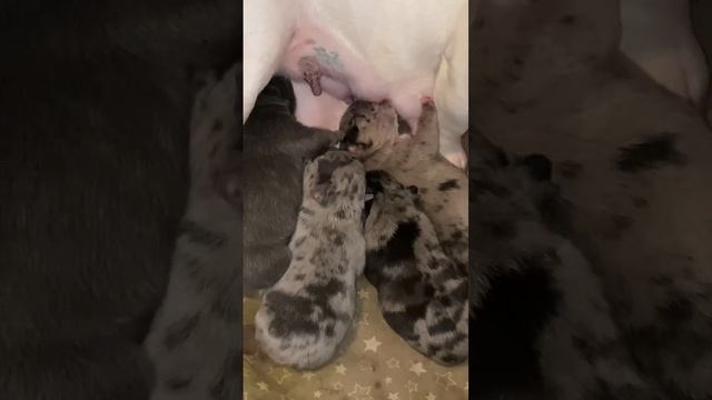 Мама кормит малышей, кушаем хорошо, вес набираем #питомниксобак #бульдог #французскийбульдог #щенки