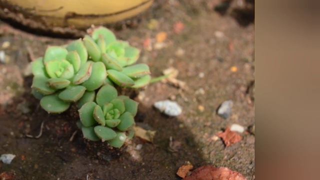 Echeveria Nicksana - @segredosejardim смотреть онлайн