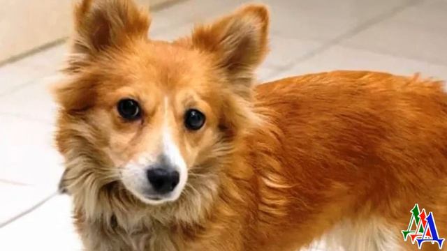 Пожилая женщина СПАСЛА ЩЕНКА в парке, прежние хозяева забыли его на карусели смотреть онлайн