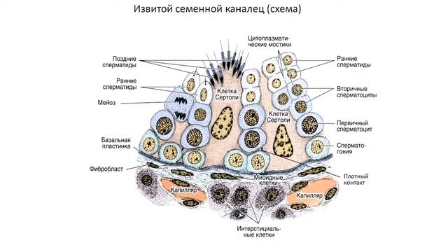 Слесарева Е В Гистология, эмбриология, цитология Половая система 6.12.21 смотреть онлайн