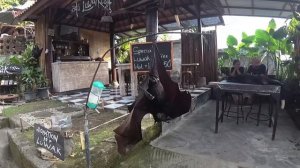 ЛЕТУЧАЯ ЛИСИЦА гигантская летучая лиса