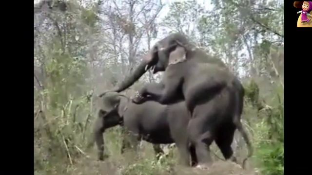 Слоны,Любовь и Третья нога,Elephants Love and third leg. смотреть онлайн