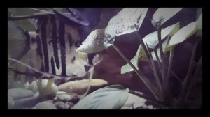 Размножение рыб или как рыбы занимаются этим)