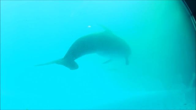 италия генуя аквариум рыба,italia genova Aquarium смотреть онлайн