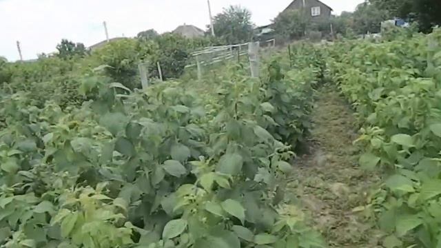 малина полька уход #малина #саженцы #ягода #ремонтантный смотреть онлайн