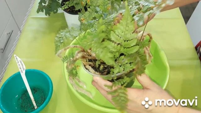 КОМНАТНЫЕ РАСТЕНИЯ(ЦВЕТЫ).ПАПОРОТНИКИ.КАК ИЗМЕНИЛИСЬ ПОСЛЕ ПОКУПКИ. смотреть онлайн