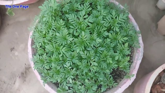 Free 100+ Marigold plant, How to grow Marigold plant from seeds смотреть онлайн