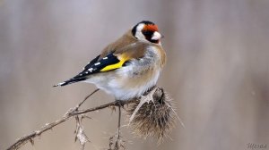 Голоса птиц Как поёт Щегол Carduelis carduelis.mp4