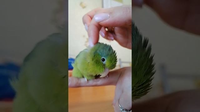 Воробьиный попугай линяет смотреть онлайн