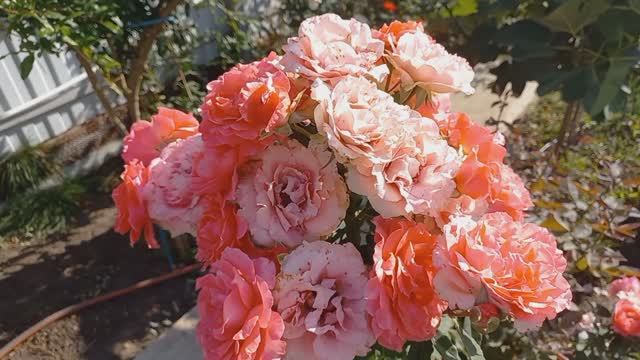 Прогулка по розам. Цветение 17.09.23 смотреть онлайн