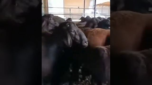 Племенные Бараны. Порода Гиссары. смотреть онлайн